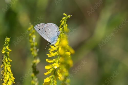 Lycaenidae / Minik Kupid / Small Blue / Cupido minimus