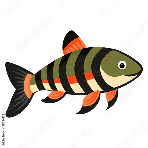 Kuhli Loach Fish Graphic for Freshwater Aquarium Bottom Dwellers
