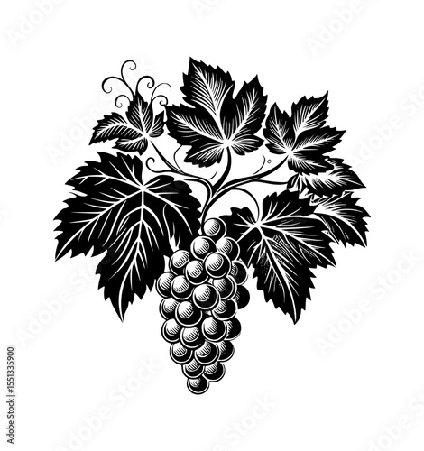 Grape Vine with Fruit Cluster Vintage Engraving style Vector Illustration