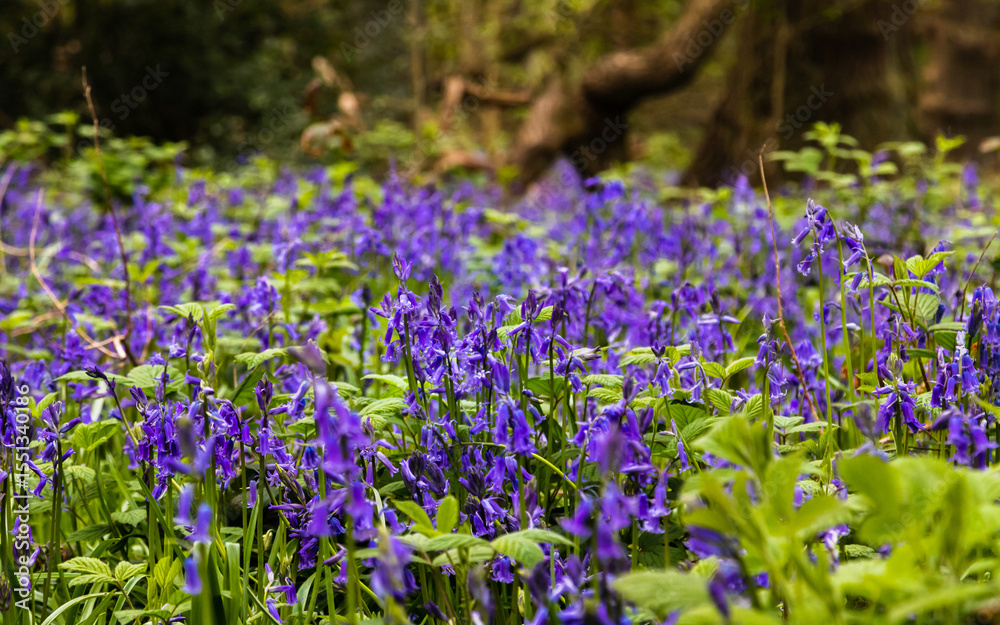 Obraz premium blue bell woods