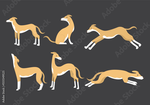 Collection of modern flat icons featuring a whippet dog in various poses and activities