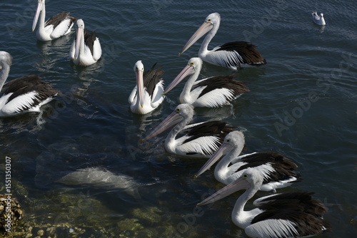 Pelicans in the water surrounding a Stingray 