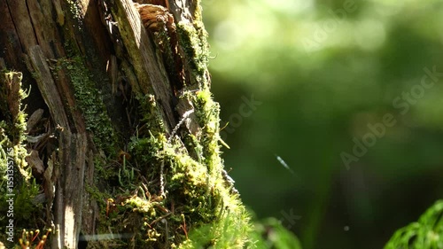 small midges and mosquitoes fly around a rotten tree with moss, slow motion shot