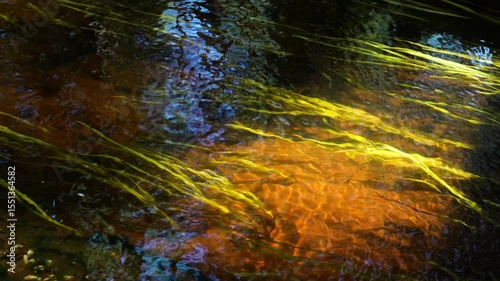 long seaweed and leaves sway underwater in river in sunlight, slow motion shot