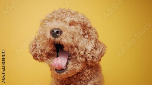 Brown toy Poodle looking around on yellow background