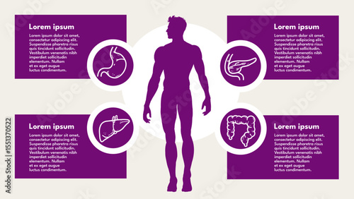 digestive system, men’s health, internal organs – stomach, pancreas, intestines, liver – infographic template – vector illustration