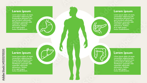digestive system, men’s health, internal organs – stomach, pancreas, intestines, liver – infographic template – vector illustration