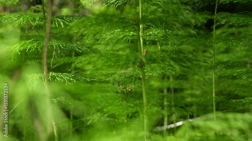 small plants and horsetail in the forest, dynamic panorama