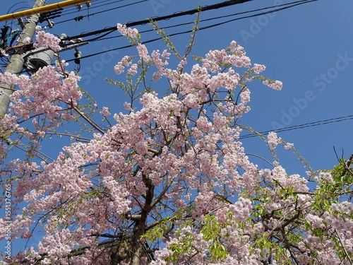 街の桜