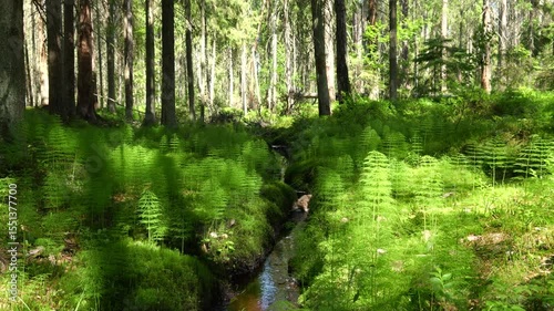 stream in dense forest, dynamic shot from bottom to top