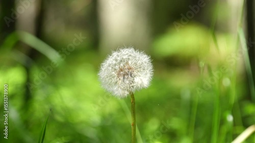 dandelion flower in the forest

