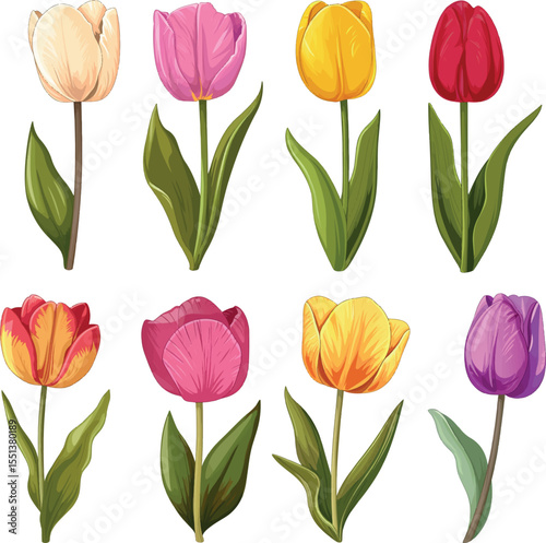 Colorful Tulips Set – Vector Illustration on white background