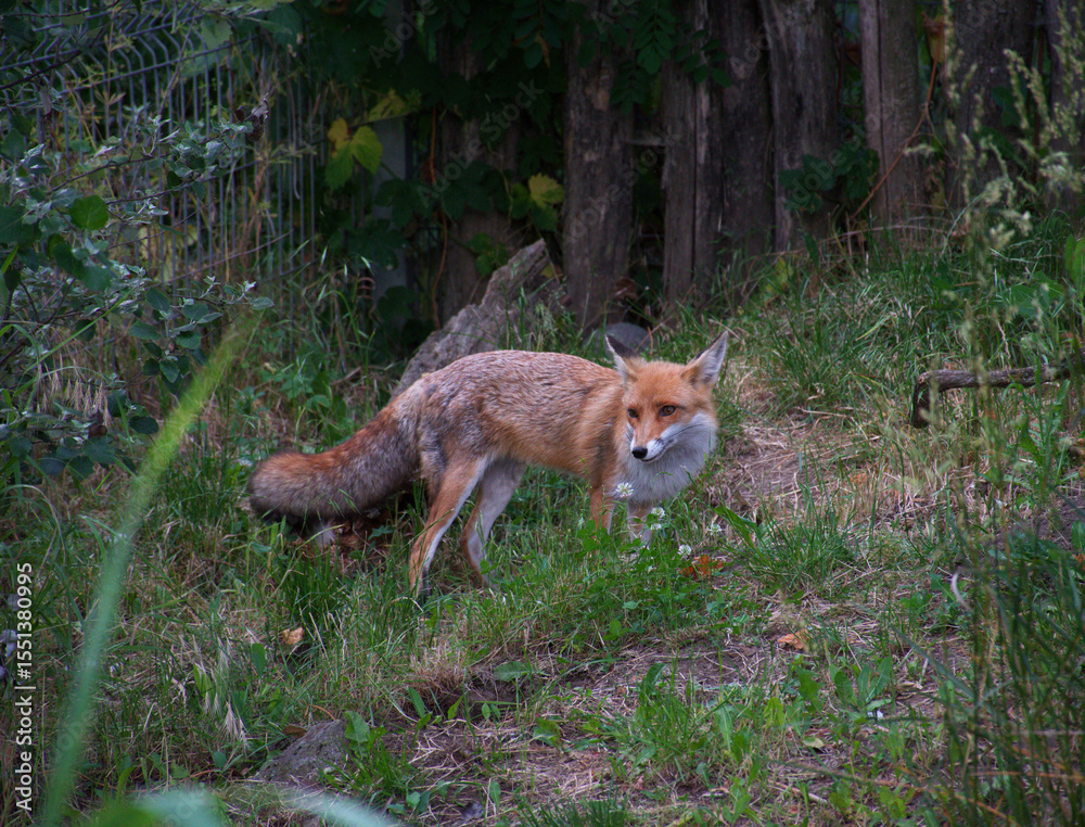 Obraz premium Red fox stands alert in a forest edge, at the back of the garden. Blending into its natural habitat. Captured in stillness, the wild animal displays its sharp gaze and bushy tail, surrounded by bush.