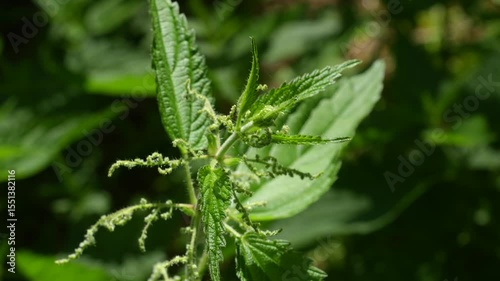 nettle leaves sway in the wind