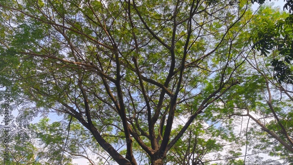 Obraz premium View of a lush green tree canopy with sunlight filtering through the leaves
