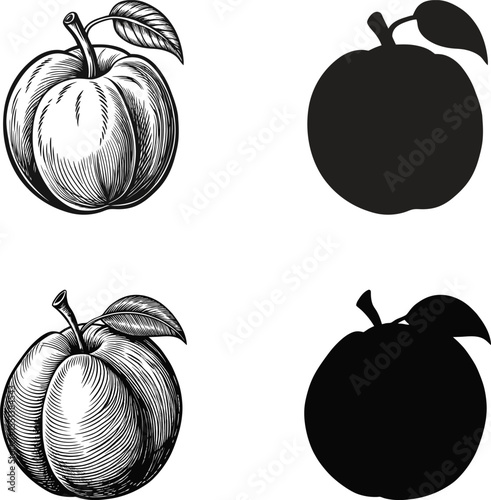 Detailed illustrations of peaches with stem and leaf  including silhouettes, Apricots with leaves black and white engraving monochrome vector illustration and silhouette design