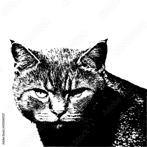 Close-up image of a cat.  Defined and with halftone effect