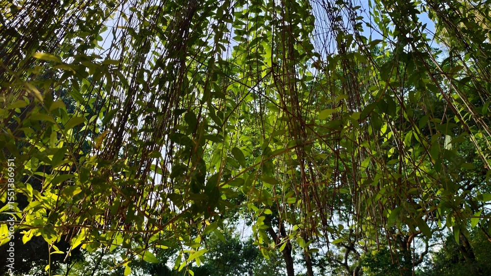 Fototapeta premium Sunlight filtering through a weeping willow's lush foliage
