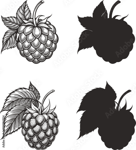 Raspberry illustrations with detailed drawings and silhouettes of berries and leaves