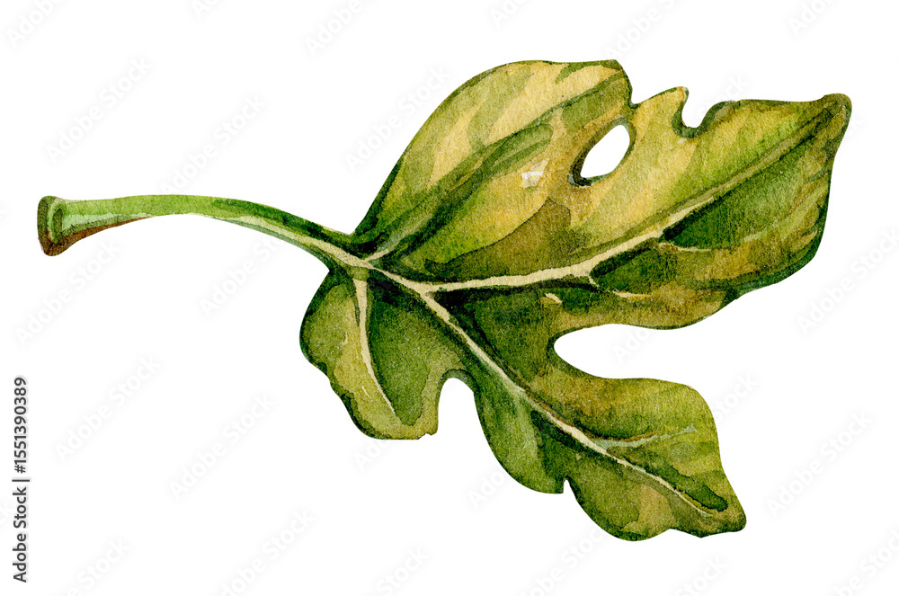 Obraz premium Detailed watercolor illustration of a green fig leaf showcasing natural textures and colors, perfect for botanical studies or artistic inspiration