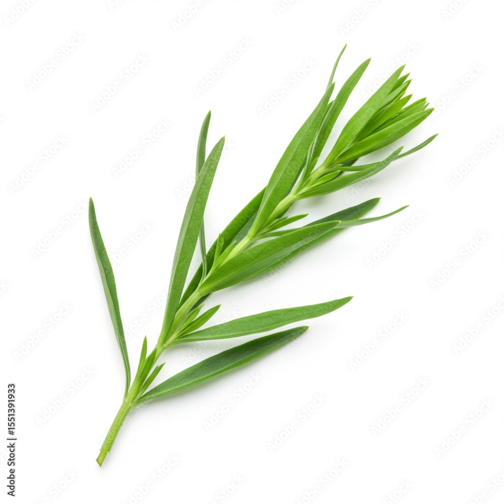 Fototapeta premium Tarragon Herb A Culinary and Medicinal Guide to this Aromatic Plant