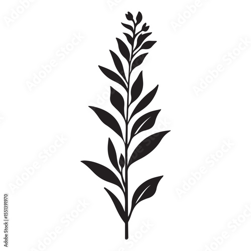 Sage flower silhouette
