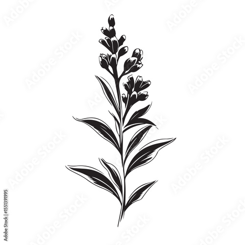 Sage flower silhouette