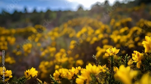 Blurred field of bright yellow gorse flowers blossoming on thorny branches under soft daylight in a rural outdoor environment.
