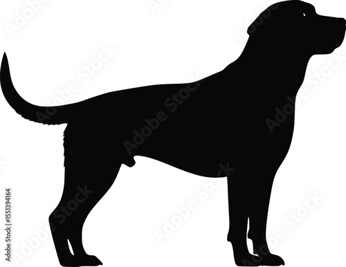 Black Labrador Retriever dog silhouette, standing profile, editable vector illustration