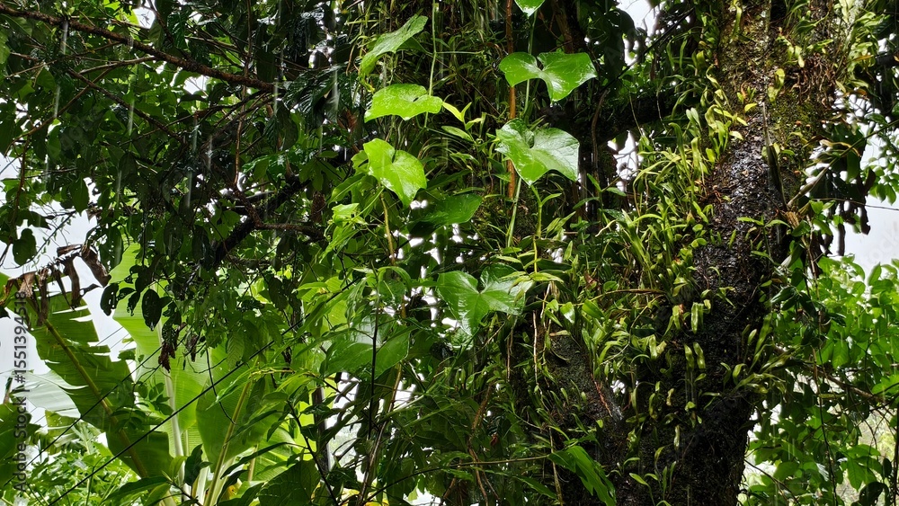 Fototapeta premium Lush Green Foliage of a Tree After the Rain