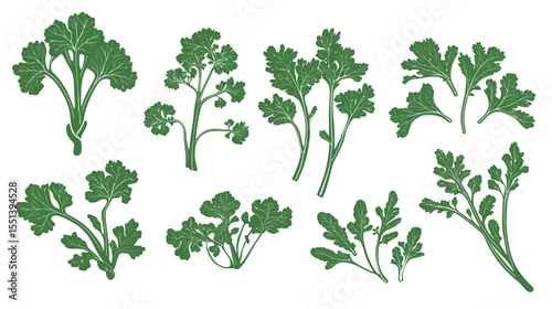 Collection of Rapini (Broccoli Rabe) Illustrations – Fresh Green Vegetable Set