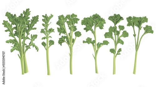 Collection of Rapini (Broccoli Rabe) Illustrations – Fresh Green Vegetable Set