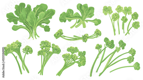 Collection of Rapini (Broccoli Rabe) Illustrations – Fresh Green Vegetable Set