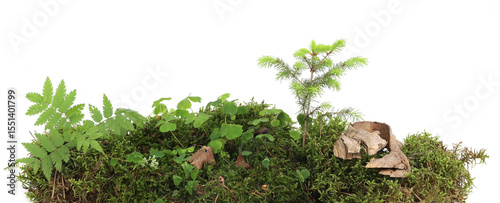 Piece of forest floor with moss, young spruce tree, ferns and wood-sorrel isolated on white background. Border of fresh green forest vegetation, plants Oxalis acetosella.