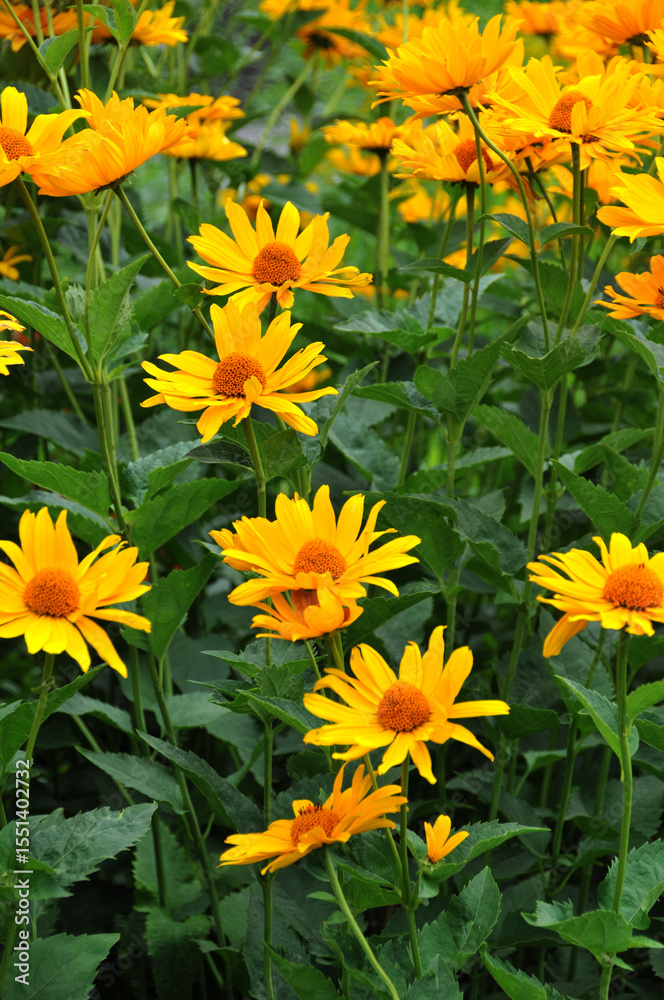 Fototapeta premium Sonnenauge