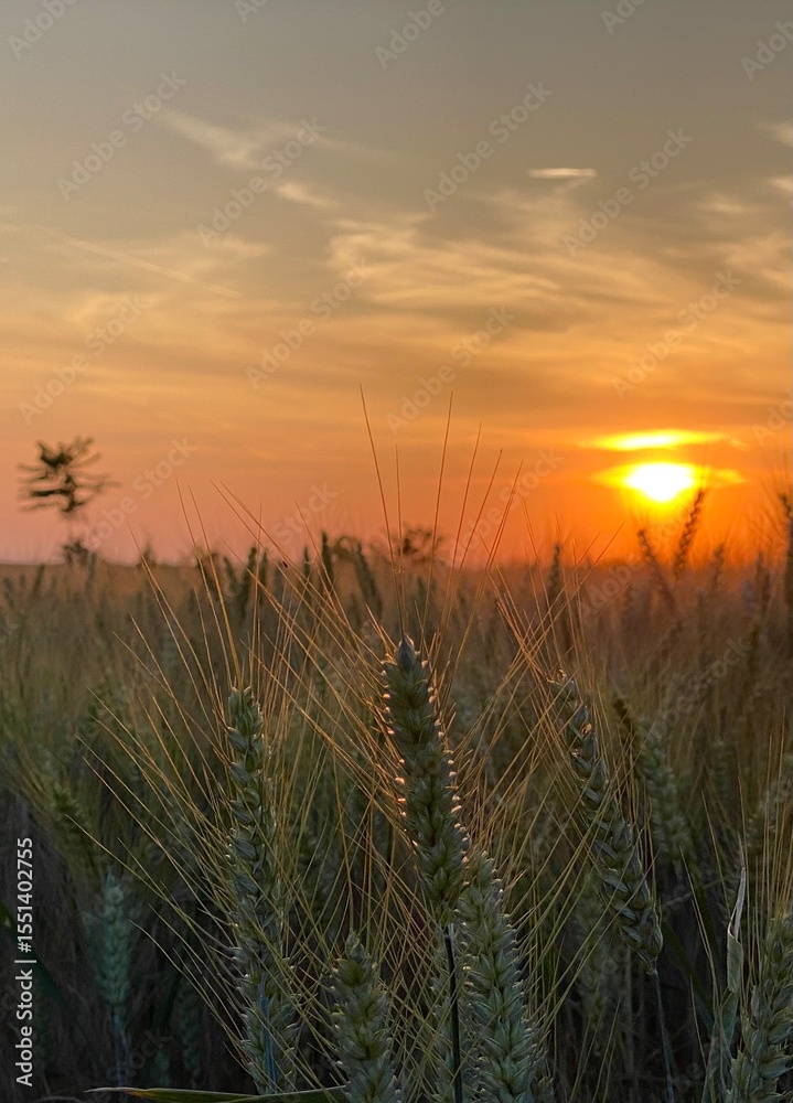 Fototapeta premium sunset over wheat field