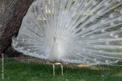 A white peacock with an open tail.