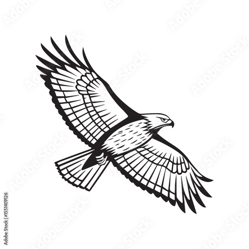 eagle vector illustration