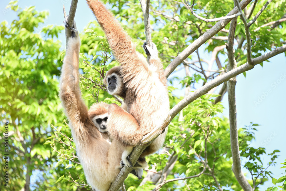 Fototapeta premium 木の上にいる2匹のシロテテナガザル