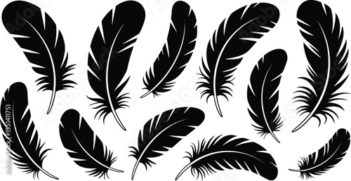feathers vector illustration