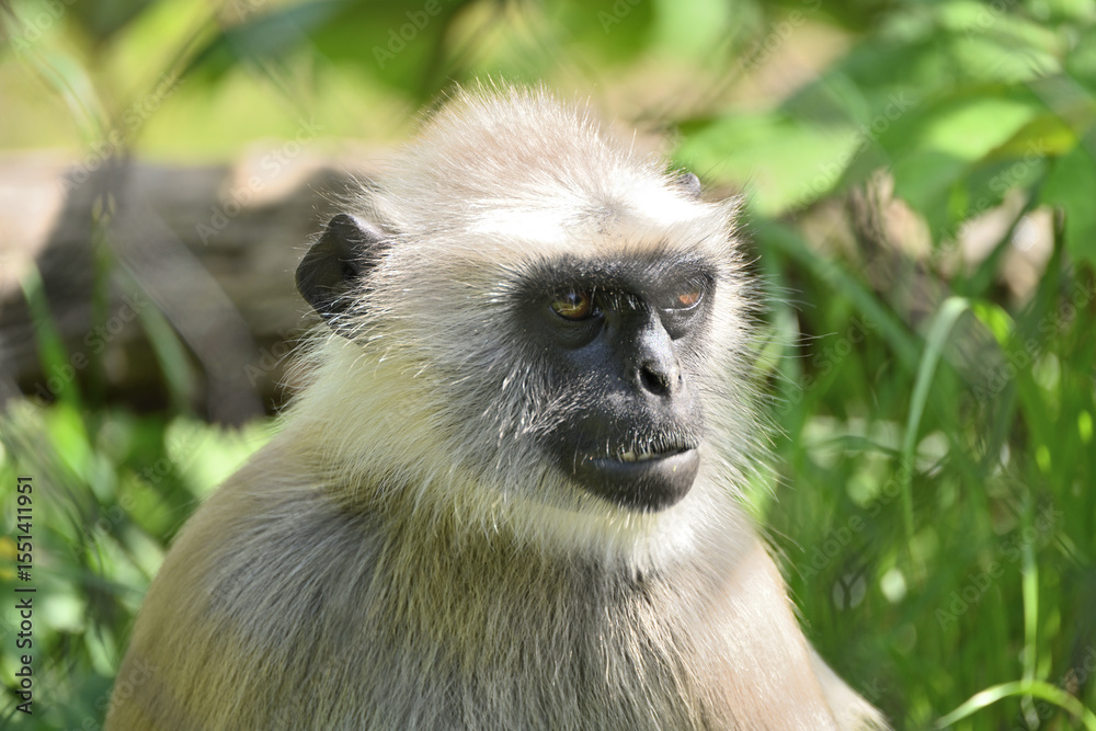 Obraz premium ハヌマンラングールのクローズアップ