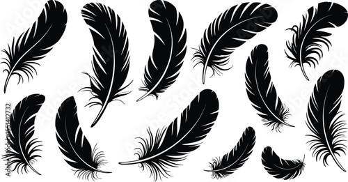 feathers vector illustration