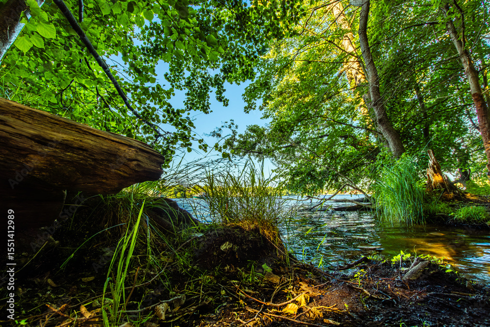 Fototapeta premium Urwald Gefühl am Ufer der Dahme, Langer See, in Berlin Köpenick.