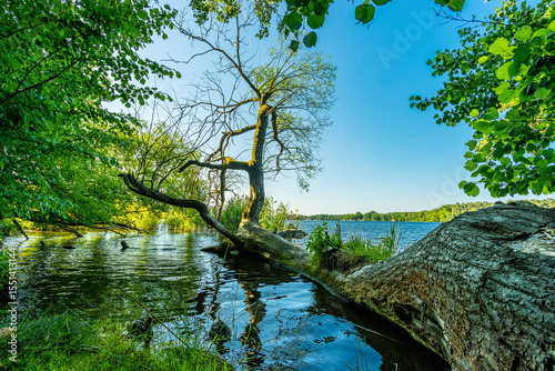 Urwald Gefühl am Ufer der Dahme, Langer See, in Berlin Köpenick.