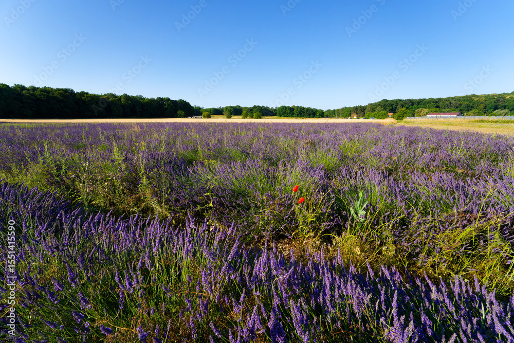 Lavender fields in the French Gâtinais Regional Nature Park. Île-de-France Region Lavender fields in the French Gâtinais Regional Nature Park. Île-de-France Region