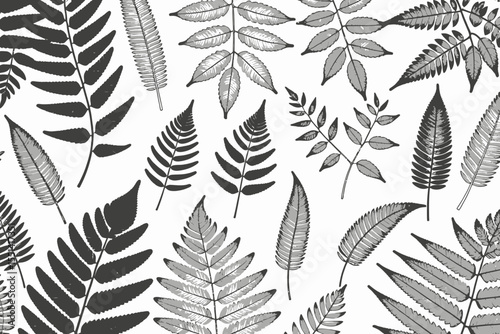 Fern Frond Illustration-Botanical Art Print-Vintage Ferns Design-Leafy Pattern for Nature Lovers-Black and White Fern Print-Fern Leaves Art-Minimalist Decor