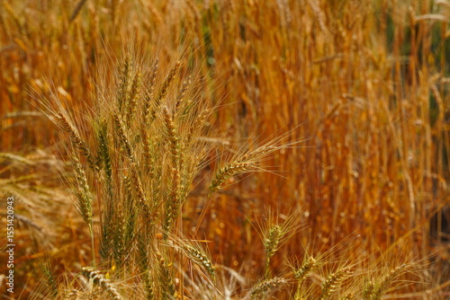 Stems with grains. A huge field of ripening wheat under the bright sun.