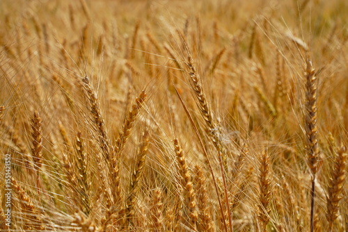 Stems with grains. A huge field of ripening wheat under the bright sun.
