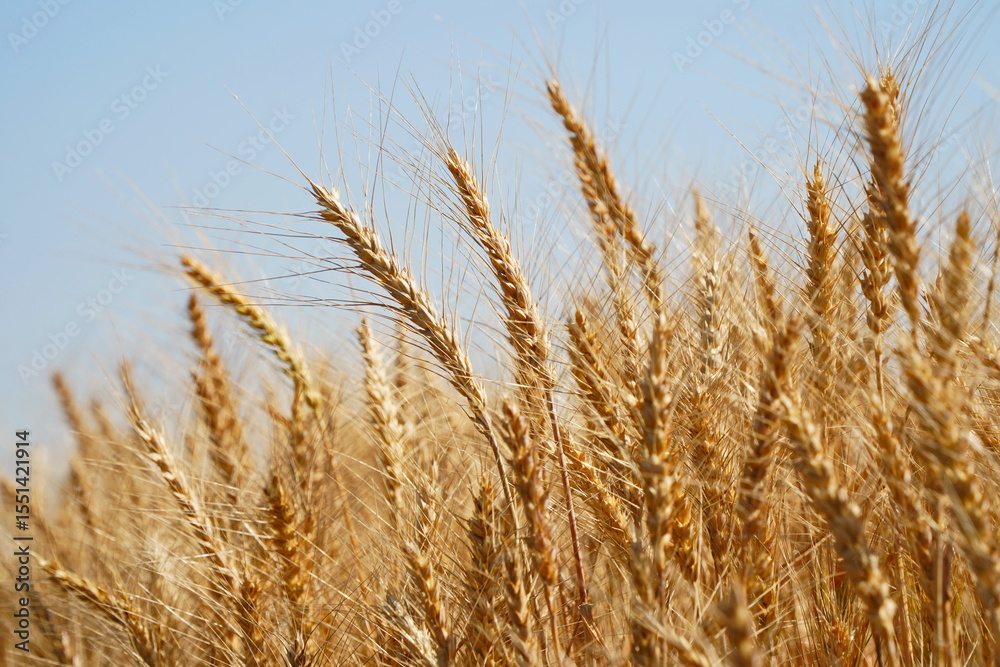 Stems with grains. A huge field of ripening wheat under the bright sun. Stems with grains. A huge field of ripening wheat under the bright sun.