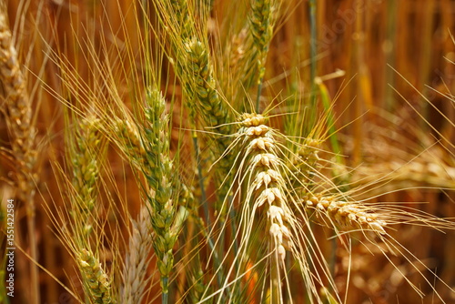 Stems with grains. A huge field of ripening wheat under the bright sun.